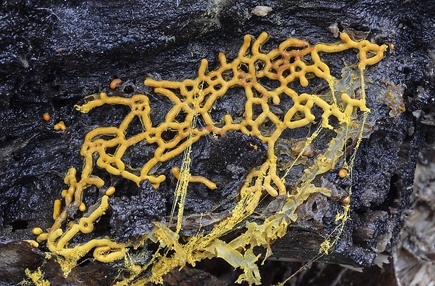 slizovka Hemitrichia serpula (Scop.) Rostaf.