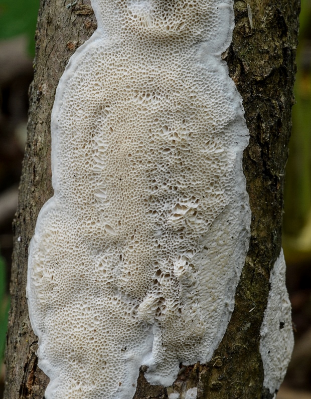 ostropórovec nížinný Oxyporus latemarginatus (Durieu & Mont.) Donk