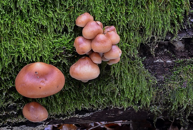 peniazovka zúbkatá skrútená Rhodocollybia prolixa var. distorta (Fr.) Antonín, Halling & Noordel.