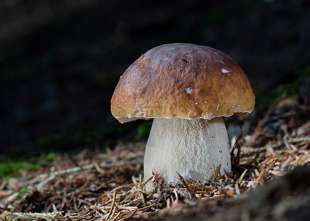 hríb smrekový Boletus edulis Bull.