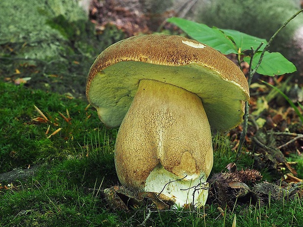 hríb dubový Boletus reticulatus Schaeff.