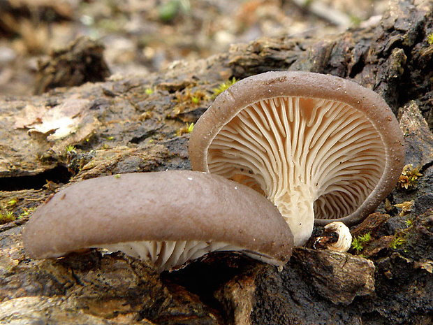 hliva ustricovitá Pleurotus ostreatus (Jacq.) P. Kumm.