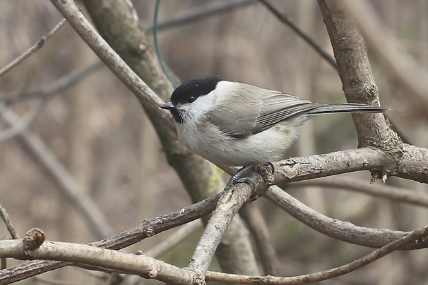 sýkorka hôrna Poecile palustris