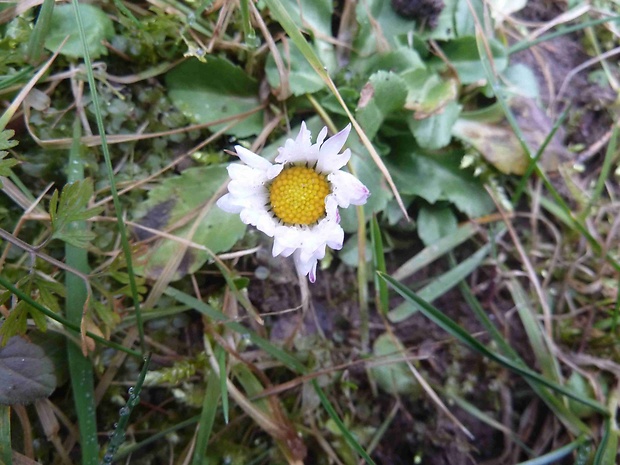 sedmokráska obyčajná Bellis perennis L.