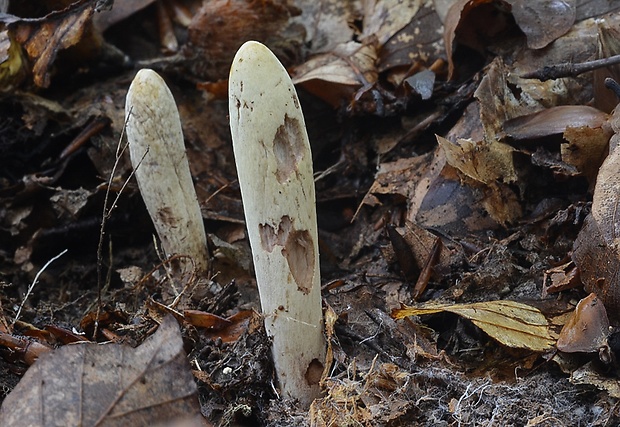 kyjak obrovský Clavariadelphus pistillaris (Fr.) Donk