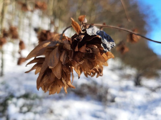 chmeľ obyčajný Humulus lupulus L.