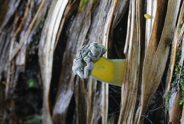 klincovka slizká Leotia lubrica (Scop.) Pers.