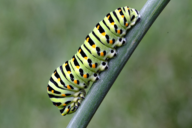 vidlochvost feniklový Papilio machaon