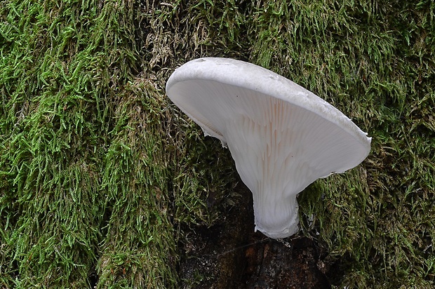 hliva dubová Pleurotus dryinus (Pers.) P. Kumm.