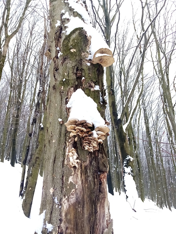 hliva ustricovitá Pleurotus ostreatus (Jacq.) P. Kumm.