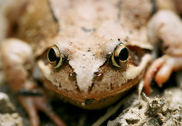 rana temporaria Rana temporaria