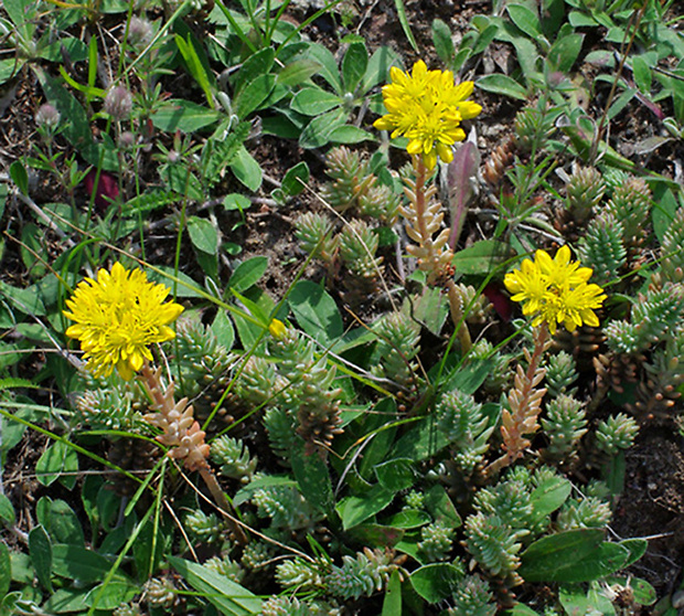 rozchodník skalný Sedum rupestre L.