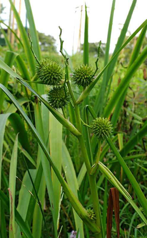 ježohlav vzpriamený Sparganium erectum L.