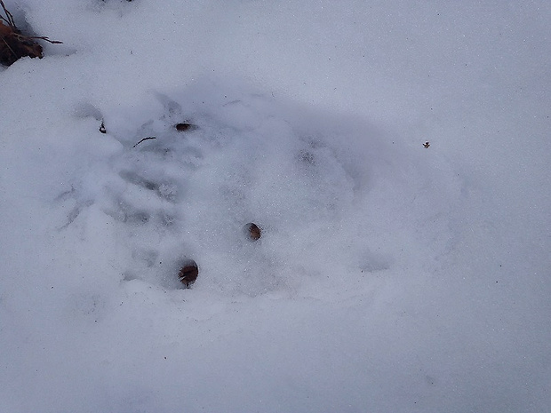 stopa medveďa hnedého - PR Veľká Skalná - Rakytovská dolina - NP Veľká Fatra.