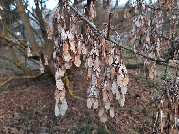 javor  Acer sp.