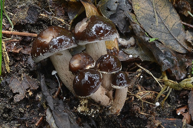 poľnička vráskavá Agrocybe erebia (Fr.) Kühner ex Singer