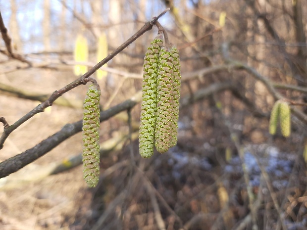 lieska obyčajná Corylus avellana L.