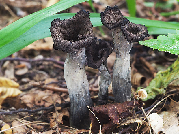 lievik trúbkovitý Craterellus cornucopioides (L.) Pers.