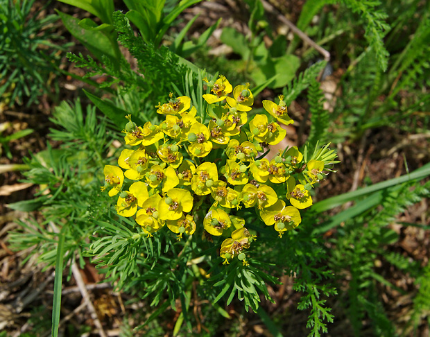 neidentifikovaná rastlina Euphorbia cyparissias