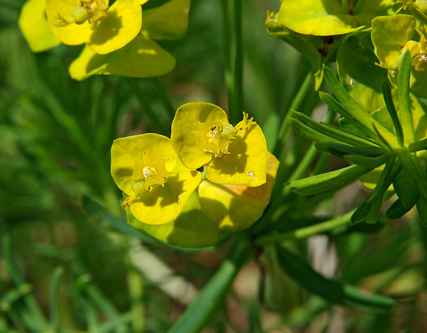 neidentifikovaná rastlina Euphorbia cyparissias