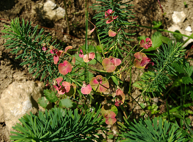 neidentifikovaná rastlina Euphorbia cyparissias