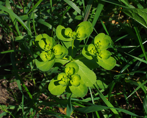 neidentifikovaná rastlina Euphorbia helioscopia