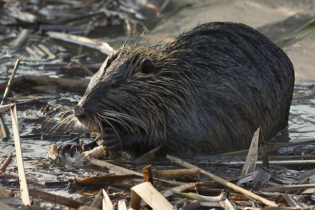 nutria riečna  Myocastor coypus