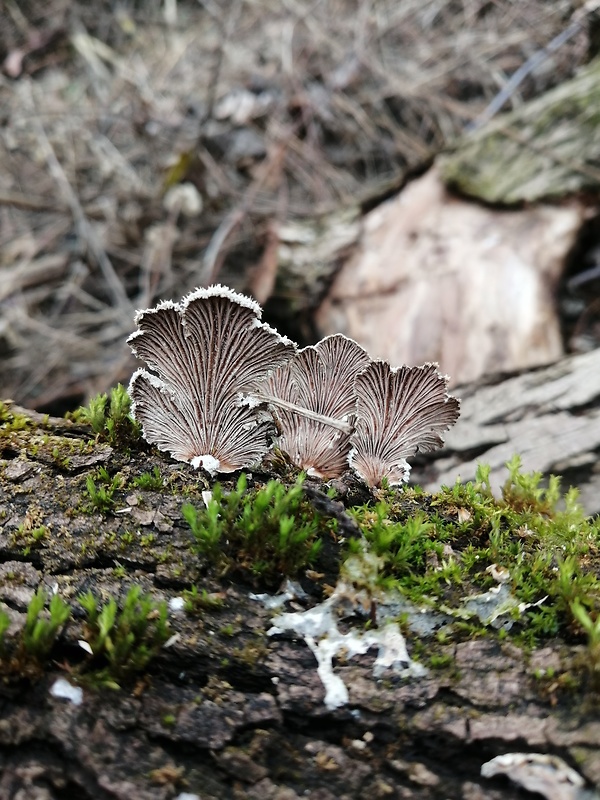 klanolupeňovka obyčajná Schizophyllum commune Fr.