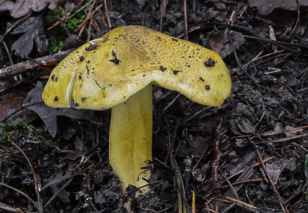 čírovka zelenkastá Tricholoma equestre (L.) P. Kumm.