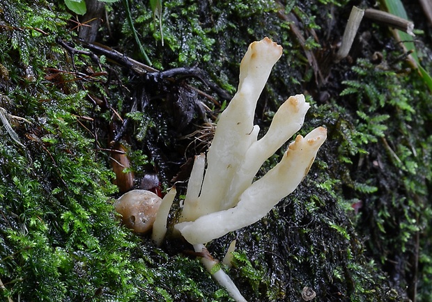 konárovka vráskavá Clavulina rugosa (Bull.) J. Schröt.