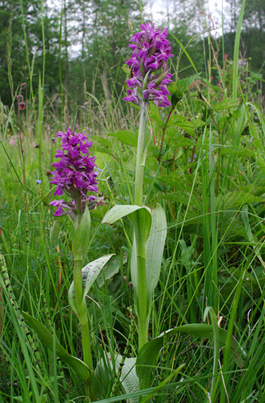 neidentifikovaná rastlina Dactylorhiza praetermissa (Druce) Soó)