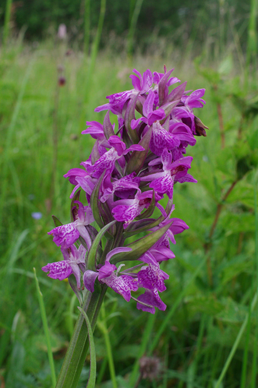 neidentifikovaná rastlina Dactylorhiza praetermissa (Druce) Soó)