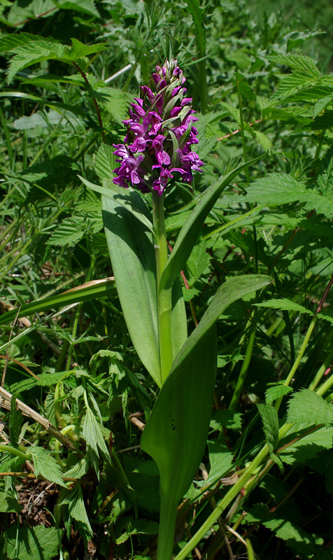 neidentifikovaná rastlina Dactylorhiza praetermissa (Druce) Soó)