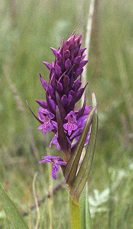 vstavačovec Dactylorhiza x kerneri