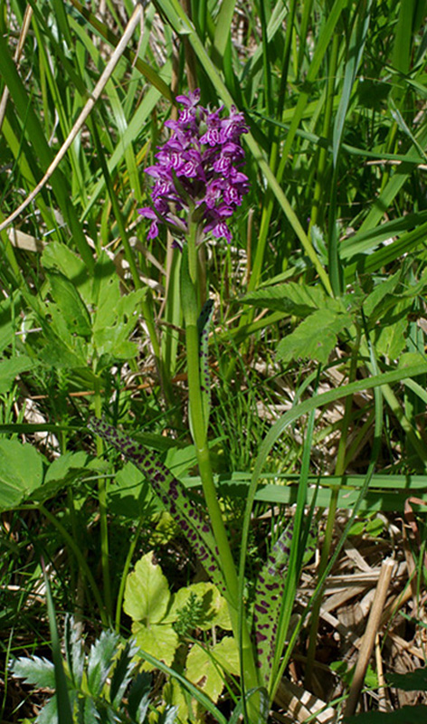 vstavačovec Dactylorhiza x vermeuleniana