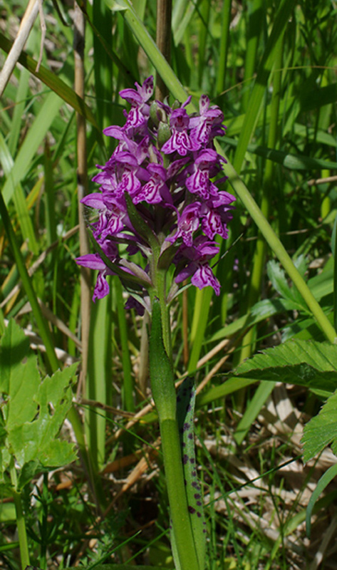 vstavačovec Dactylorhiza x vermeuleniana