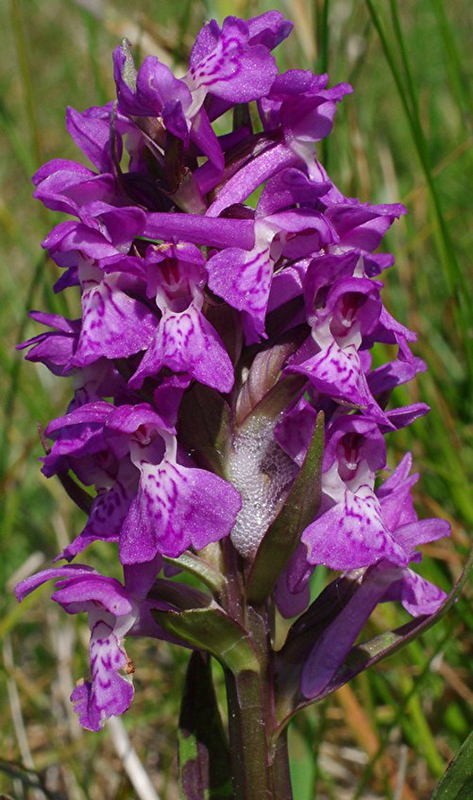 vstavačovec Dactylorhiza x vermeuleniana