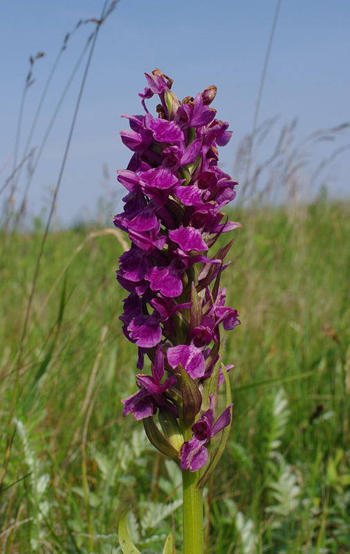 vstavačovec Dactylorhiza x vermeuleniana