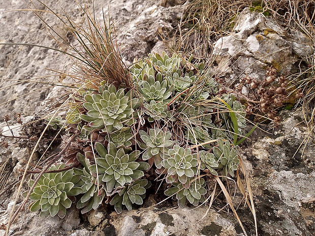 lomikameň metlinatý Saxifraga paniculata Mill.