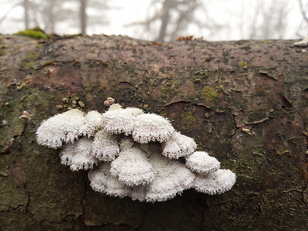 klanolupeňovka obyčajná Schizophyllum commune Fr.