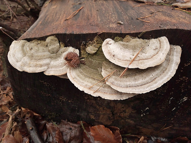 trúdnikovec chlpatý Trametes hirsuta (Wulfen) Lloyd