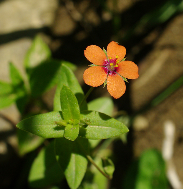 drchnička roľná Anagallis arvensis L.