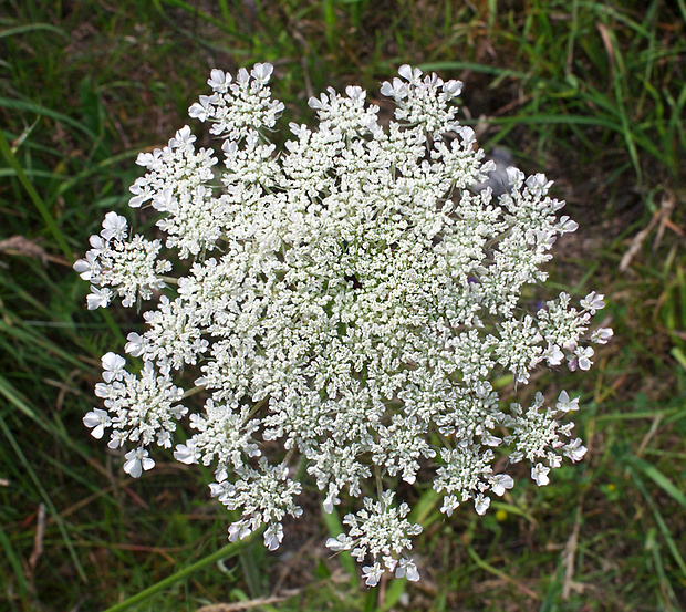 rebrica pyrenejská Libanotis pyrenaica (L.) Bourg.