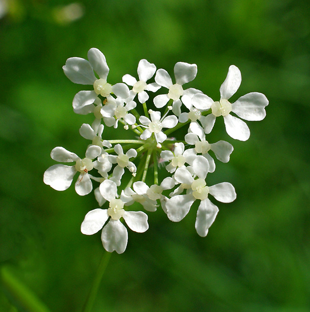 trebuľka lesná Anthriscus sylvestris (L.) Hoffm.