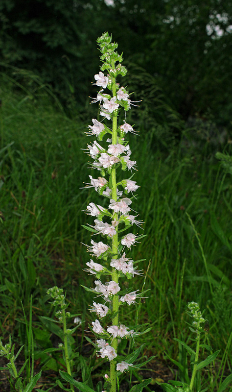 hadinec obyčajný Echium vulgare L.