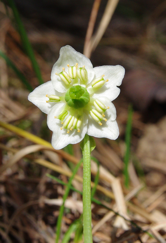 jednokvietok veľkokvetý Monenes uniflora (L.) A. Gray)