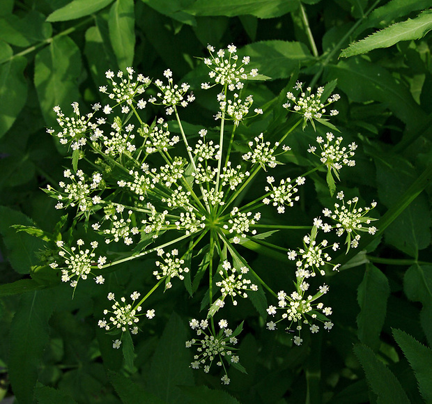 potočník širokolistý Sium latifolium L.