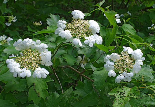 kalina obyčajná Viburnum opulus L.