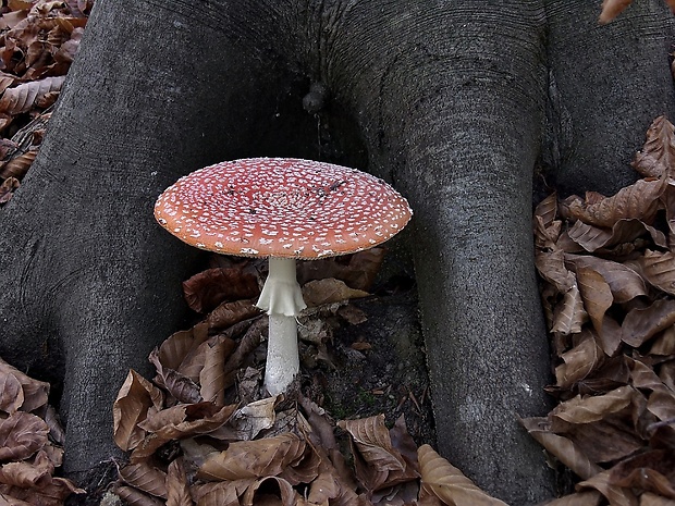 muchotrávka červená Amanita muscaria (L.) Lam.