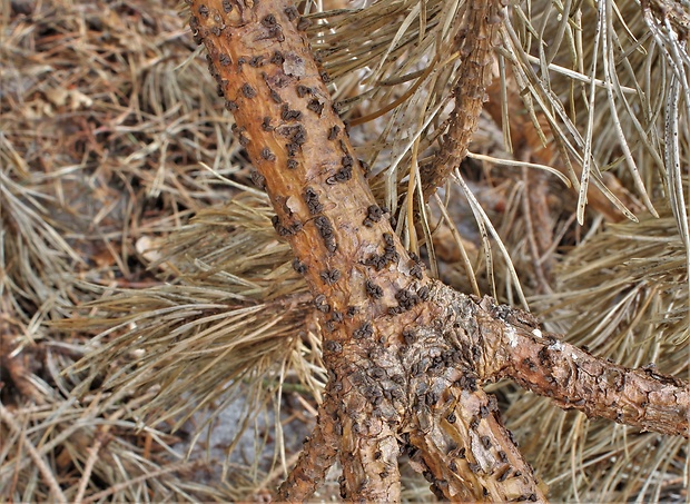 cenangium hrdzavé Cenangium ferruginosum Fuckel